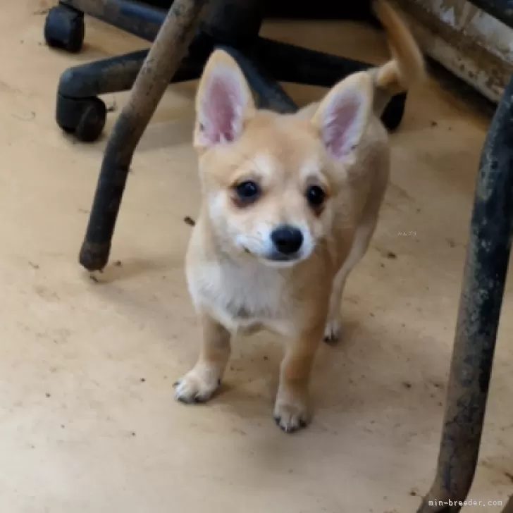 ID：2510-01017の子犬