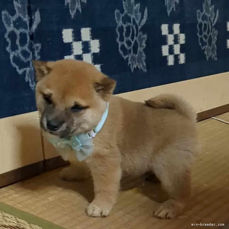 ID:2412-03474の子犬