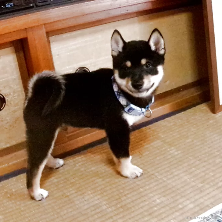 ID：2508-06123の子犬