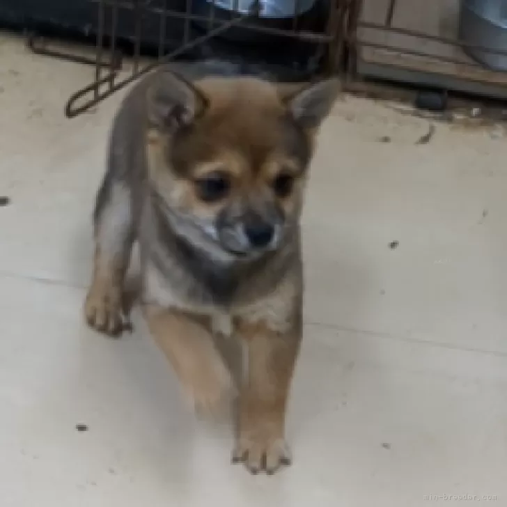 ID:2501-00749の子犬