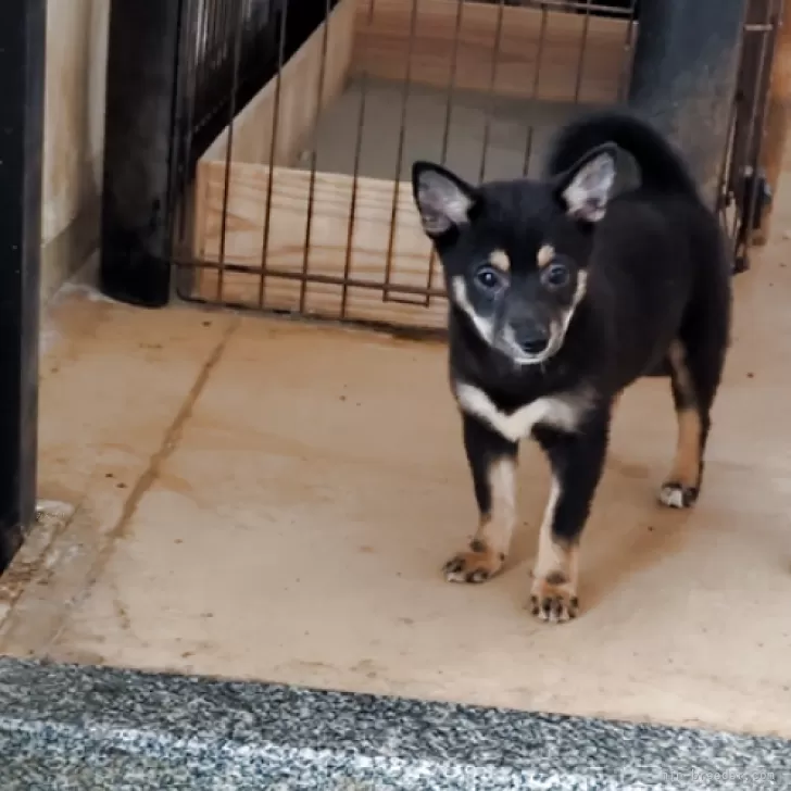 ID:2505-02212の子犬