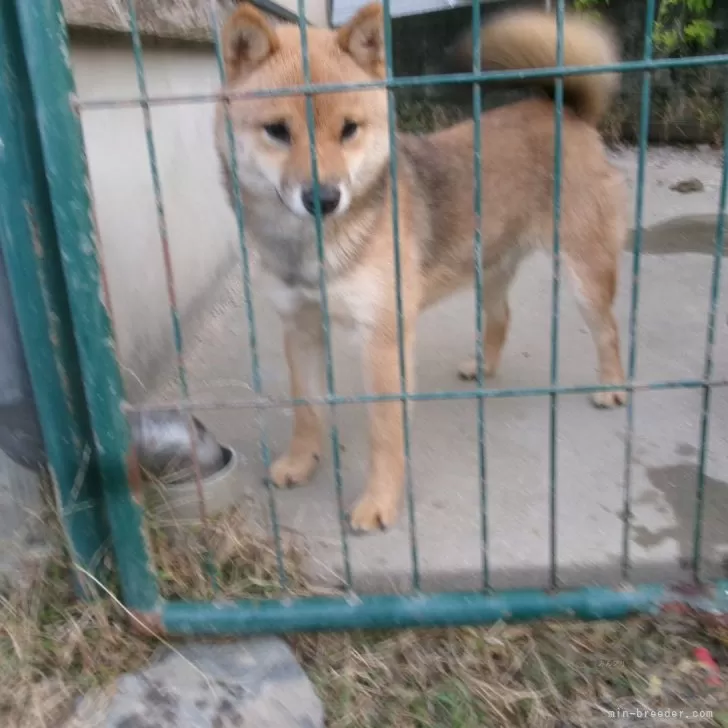 E 様のお迎えした子犬