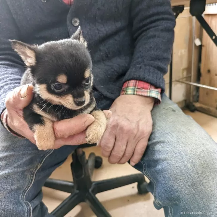 ID：2503-08086の子犬