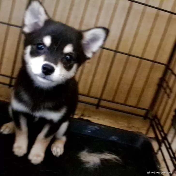 ID:2505-02845の子犬