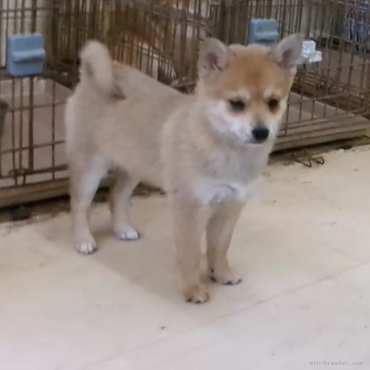 ID：2501-01223の子犬