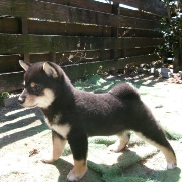 柴犬(豆柴)【佐賀県・女の子・2025年1月27日・黒】の写真「とても鮮やかな派手な色の組み合わせの女の子です」