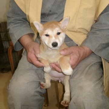 柴犬(豆柴)【佐賀県・女の子・2025年9月24日・赤】の写真「ゴールドの色彩が華やかで素敵な女の子です」