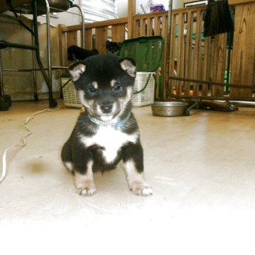 柴犬(豆柴)【佐賀県・女の子・2025年10月3日・黒】の写真「とてもキュートで仕草がたまりません」