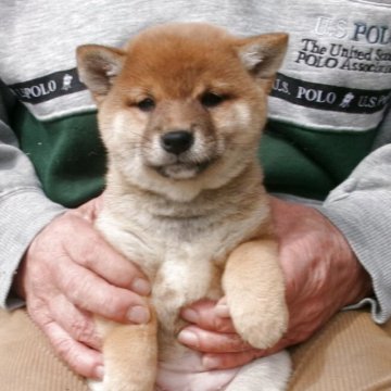 柴犬(豆柴)【佐賀県・男の子・2026年1月15日・赤】の写真「どっしりとした構成で素晴らしい顔立ちの男の子です」