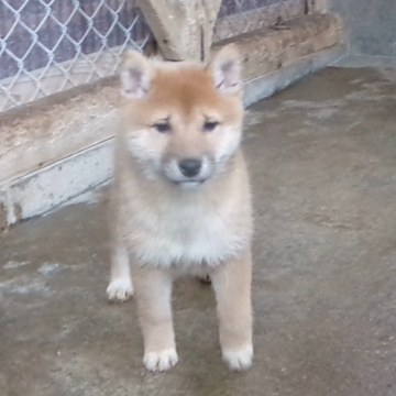 柴犬(豆柴)【佐賀県・女の子・2025年9月25日・赤】の写真「お顔が真ん丸で身体全体骨量に富み王者の漂う逸品です」