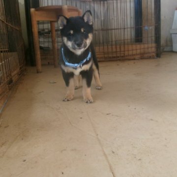 豆柴【佐賀県・男の子・2025年8月16日・黒】の写真「体躯はガッシリしてとても男らしい子です」