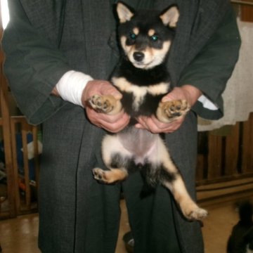 柴犬(豆柴)【佐賀県・女の子・2025年9月25日・黒】の写真「とても素晴らしいしかも綺麗で華やか女の子です」