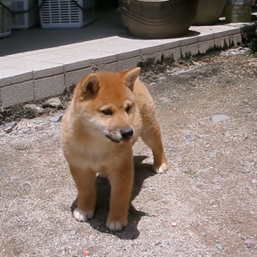 柴犬(豆柴)【佐賀県・男の子・2025年1月25日・赤】の写真「全体的にまとまった大幹のしっかりした子です」