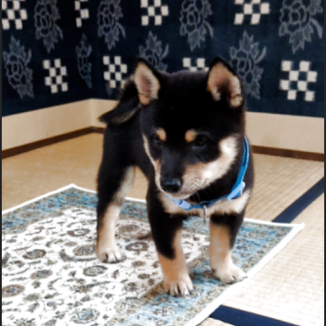 柴犬(豆柴)【佐賀県・男の子・2025年6月28日・黒】の写真「黒・白・タンの配色がとても綺麗で珠玉の逸品です」