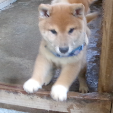 柴犬(豆柴)【佐賀県・男の子・2025年9月25日・赤】の写真「丸々としたタヌキ顔の可愛い男の子の子です」
