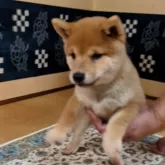 豆柴