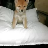 豆柴