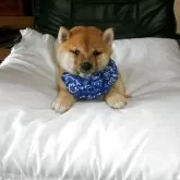 豆柴