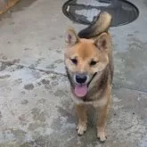 豆柴