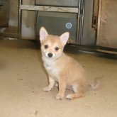 ミックス(チワワ×豆柴)