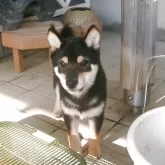 豆柴