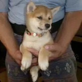 豆柴