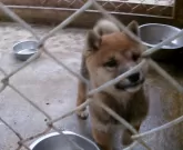 豆柴【佐賀県・女の子・2024年10月21日・赤】の写真7