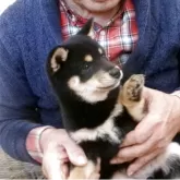 豆柴【佐賀県・女の子・2025年9月25日・黒】の写真6