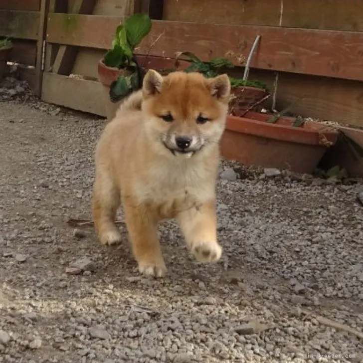 Ｓ.Ｔ 様のお迎えした子犬