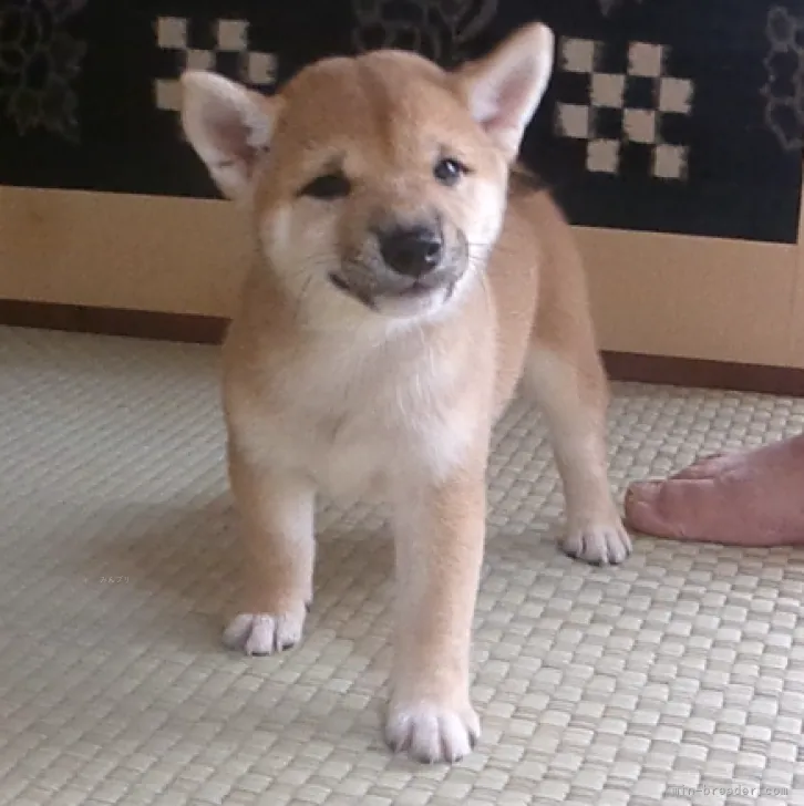 T.S 様のお迎えした子犬