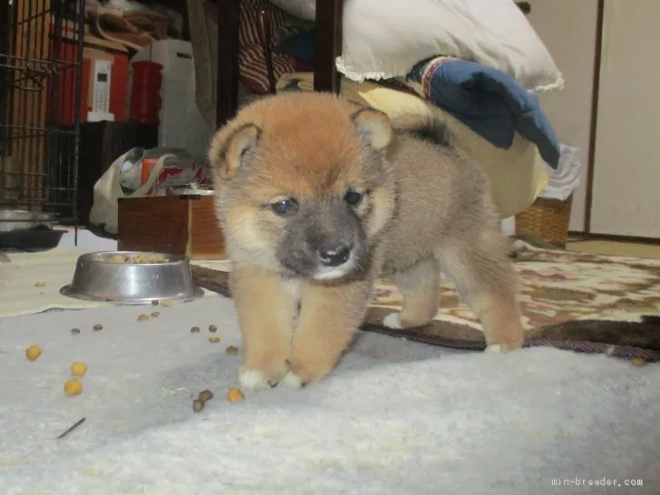 J.T 様のお迎えした子犬