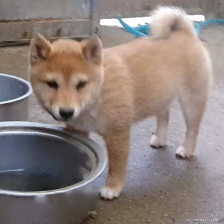 ID:2401-04940の子犬
