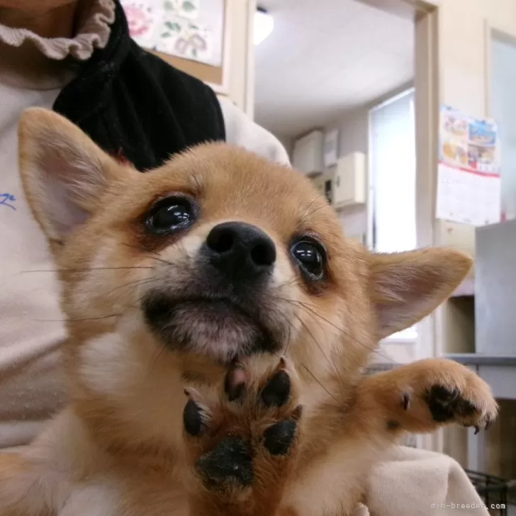 ID：2310-05271の子犬