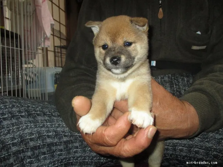 ID:2004-00238の子犬