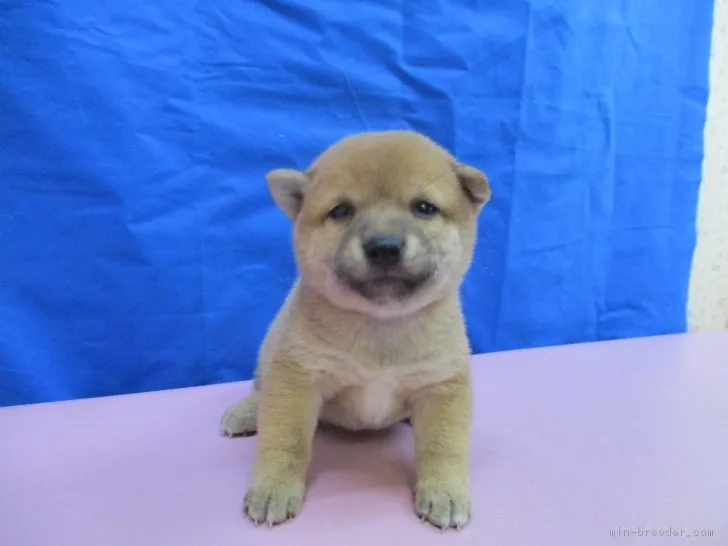 ID：1709-02633の子犬