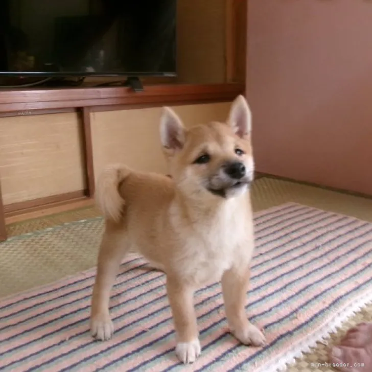 ID：2309-04582の子犬