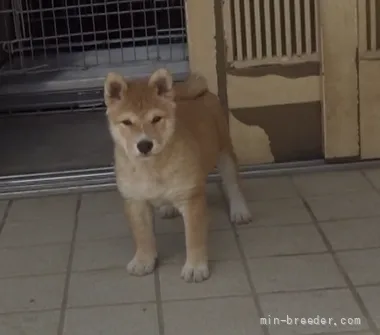 ID：2204-03688の子犬