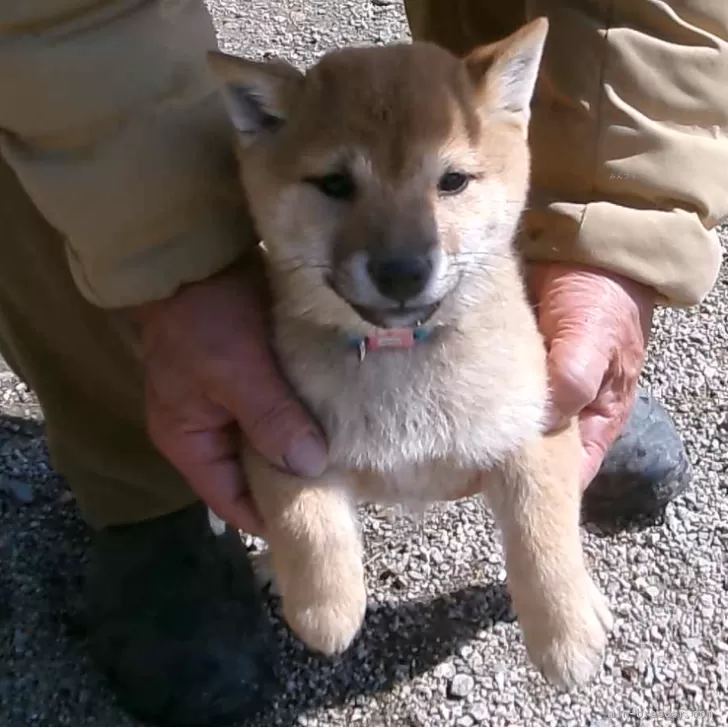 ID:2401-04890の子犬
