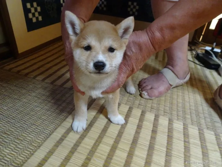 ID:2009-02570の子犬
