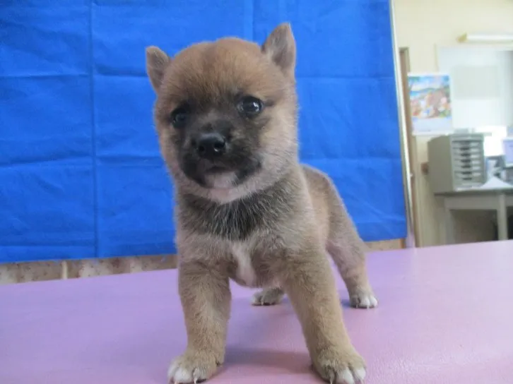 ID:1607-01174の子犬