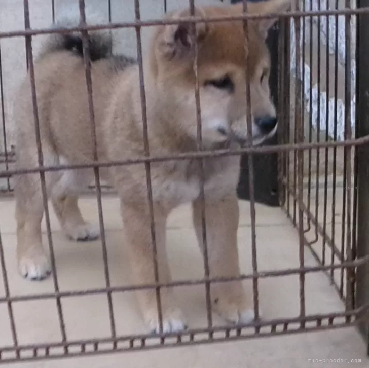 M.S 様のお迎えした子犬