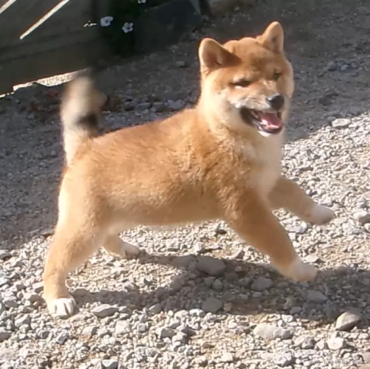 ID：2310-05880の子犬