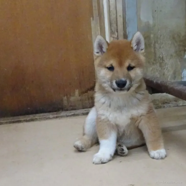 ID:2212-04513の子犬