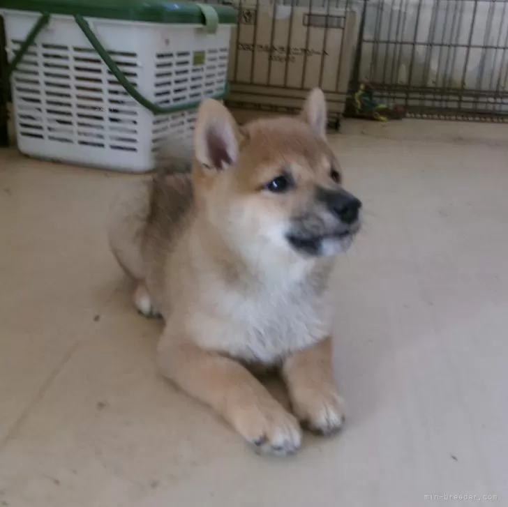 ID：2409-07614の子犬