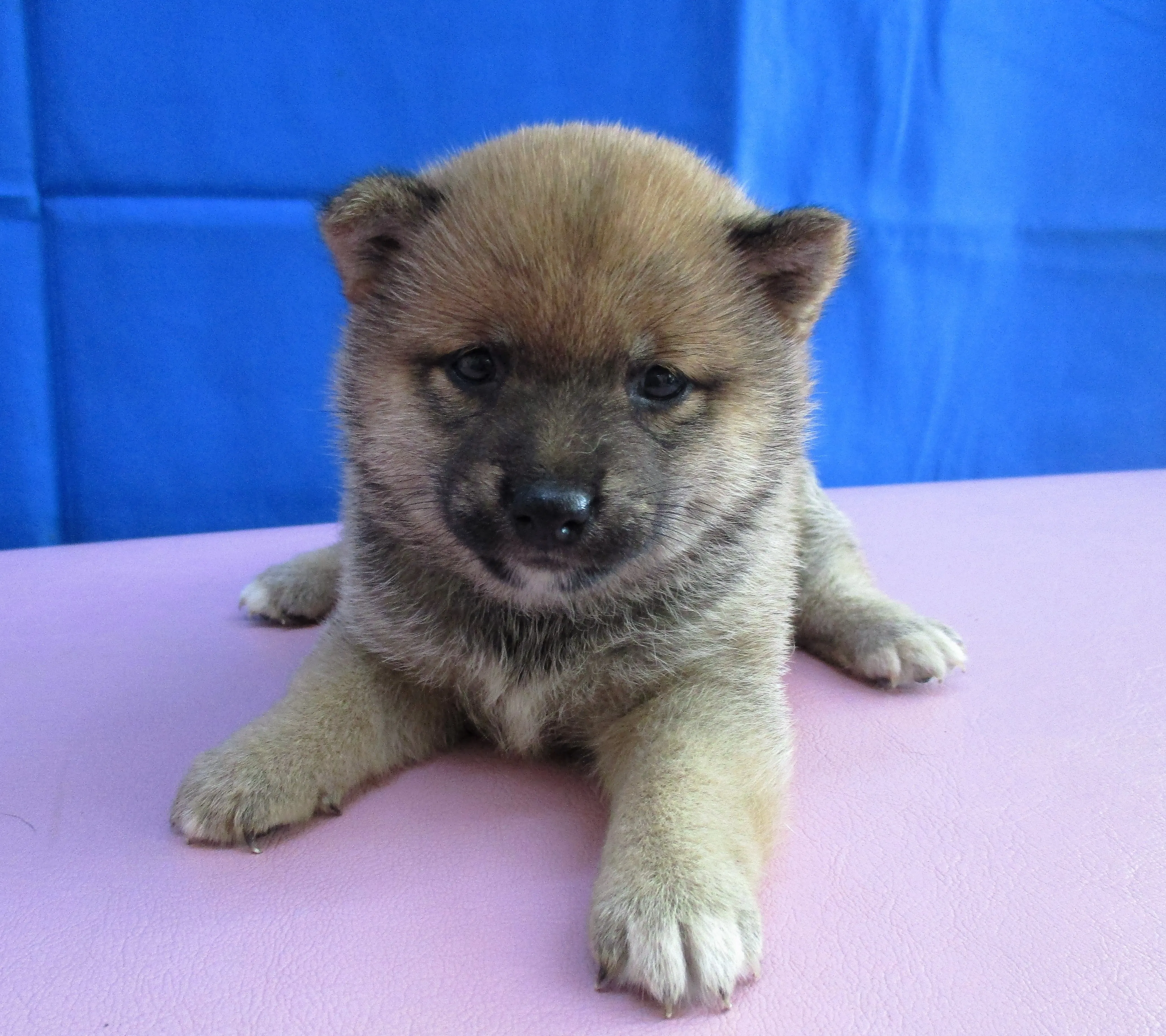 ID：1607-00217の子犬