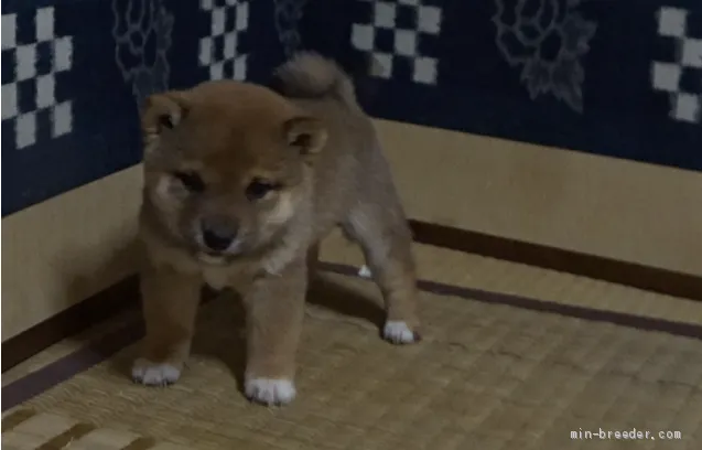 ID：2011-01109の子犬