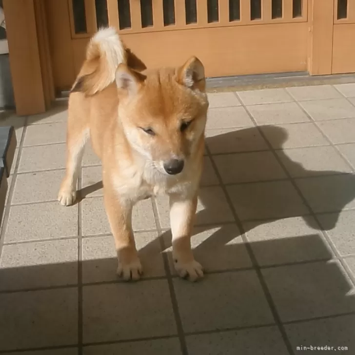 ID：2309-04617の子犬