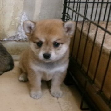 ミックス(チワワ×豆柴)【佐賀県・男の子・2023年5月9日・赤】の写真「とても綺麗な色合いの一寸派手目の可愛い子です。」