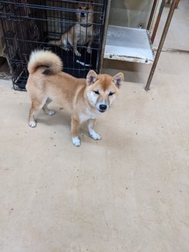 柴犬(豆柴)【佐賀県・女の子・2021年4月18日・赤】の写真「とても派手な色相いでとても都会的な女の娘です。」