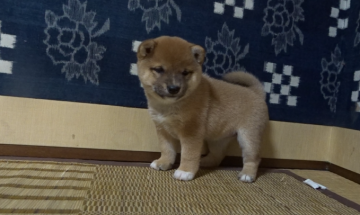 柴犬(豆柴)【佐賀県・女の子・2020年9月29日・赤】の写真「色相い・顔立ち・犬質3拍子揃った素晴らしい子です。」